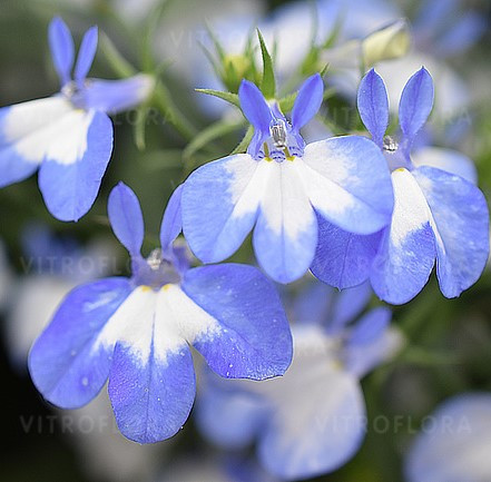 Lobelia erinus HotpoT® Light Blue молодое растение в 11м горшке
