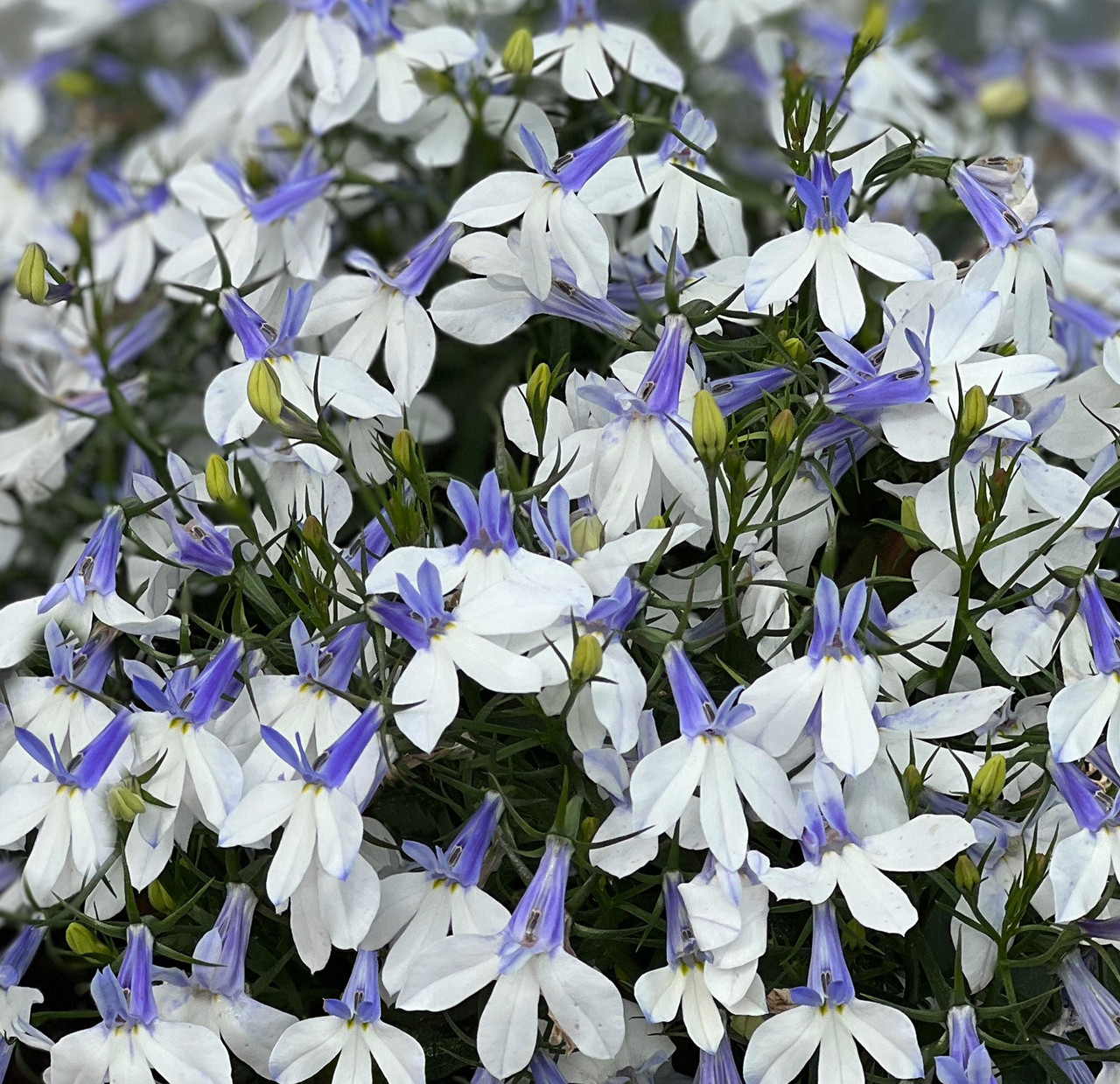 Lobelia erinus HotpoT® Blue Crest молодое растение в 11м горшке