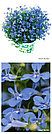 Lobelia erinus HotpoT® Sky Blue  молодое растение в 11м горшке, фото 2