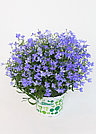 Lobelia erinus HotpoT® Sky Blue  молодое растение в 11м горшке, фото 3