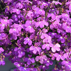 Lobelia richardii Techno® 2.0 Violet молодое растение в 11м горшке