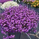 Lobelia richardii Techno® 2.0 Violet  молодое растение в 11м горшке, фото 3