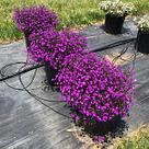 Lobelia richardii Techno® 2.0 Violet молодое растение в 11м горшке, фото 3