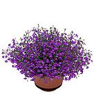 Lobelia richardii Techno® 2.0 Violet молодое растение в 11м горшке, фото 5