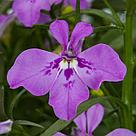 Lobelia richardii Techno® 2.0 Violet молодое растение в 11м горшке, фото 6