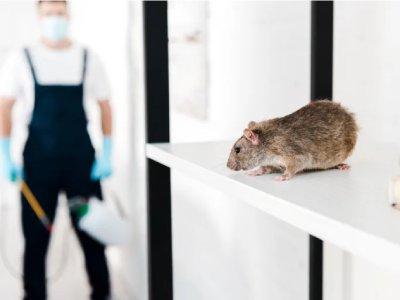 дератизация