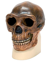 Модель черепа синантропа (Homo erectus pekinensis) (Вайденрайх, 1940)