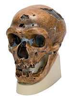 Модель черепа неандертальца (Homo neanderthalensis) из Ла-Шапель-о-Сен 1