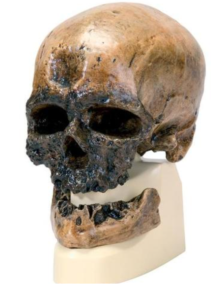 Модель черепа человека разумного (Homo sapiens) из Кро-Маньон