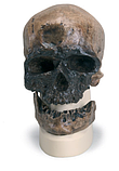 Модель черепа человека разумного (Homo sapiens) из Кро-Маньон, фото 3