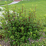 Гортензия метельчатая  Самарская лидия (Hydrangea paniculata«Samarskya Lydia» “Rensam”) С3 40-60см (горшок - 3 литра), фото 2