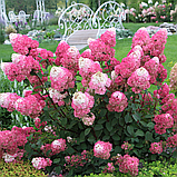 Гортензия метельчатая  Самарская лидия (Hydrangea paniculata«Samarskya Lydia» “Rensam”) С3 40-60см (горшок - 3 литра), фото 4