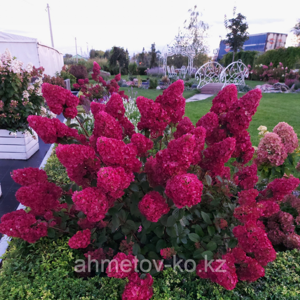 Гортензия метельчатая Самарская лидия (Hydrangea paniculata«Samarskya Lydia» “Rensam”) С5 40-50см (горшок - 5 литров)