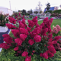 Гортензия метельчатая  Самарская лидия (Hydrangea paniculata«Samarskya Lydia» “Rensam”) С5 30-40см (горшок - 5 литров)