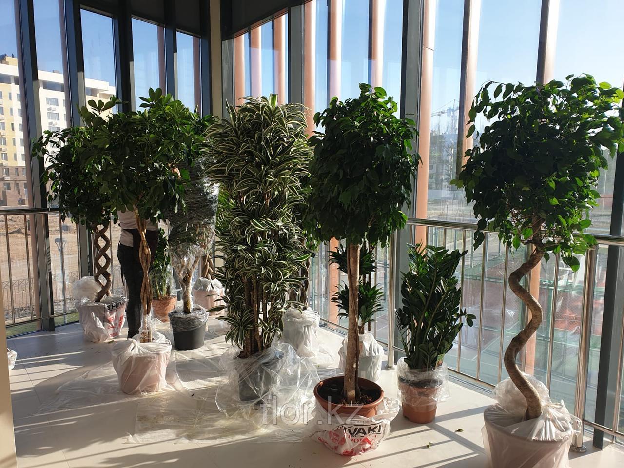 Поставка цветов для оформления офисов и компаний, фото 1