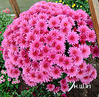 Хризантема -мультифлора ярко -розовая , ранняя ( укорененный черенок))