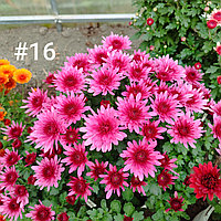 Хризантема -мультифлора сиреневая крупная (укоренённый черенок)