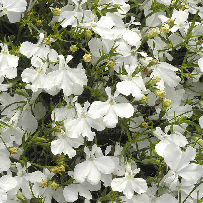 Lobelia erinus Riviera White по 2 адаптированных евросеянца в 7м горшке