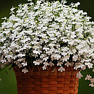 Lobelia erinus Riviera White по 2 адаптированных евросеянца в 7м горшке, фото 8