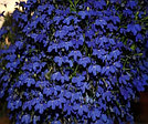 Lobelia erinus Riviera Midnight Blue по 2 адаптированных евросеянца в 7м горшке, фото 2