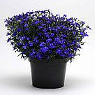 Lobelia erinus Riviera Midnight Blue по 2 адаптированных евросеянца в 7м горшке, фото 5