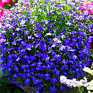 Lobelia erinus Riviera Midnight Blue по 2 адаптированных евросеянца в 7м горшке, фото 6