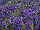 Lobelia erinus Riviera Midnight Blue по 2 адаптированных евросеянца в 7м горшке, фото 4