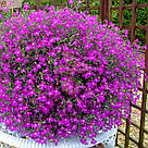 Lobelia erinus Riviera Rose по 2 адаптированных евросеянца в 7м горшке, фото 7
