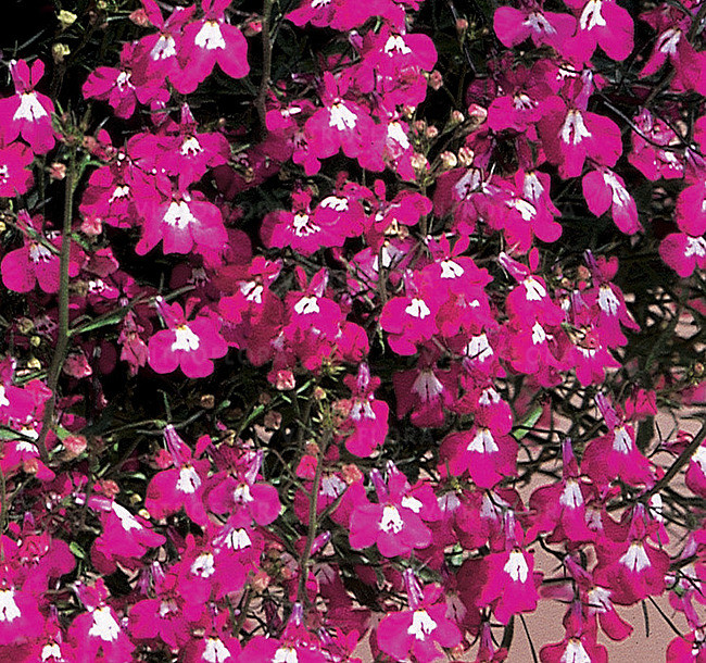 Lobelia erinus Riviera Rose по 2 адаптированных евросеянца в 7м горшке