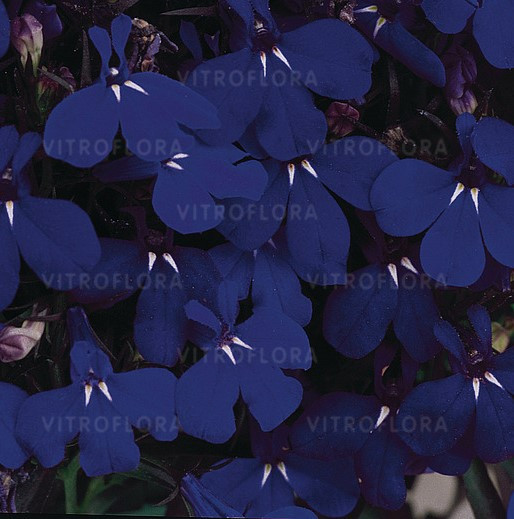 Lobelia erinus Riviera Midnight Blue по 2 адаптированных евросеянца в 7м горшке
