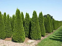 Туя западная Brabant