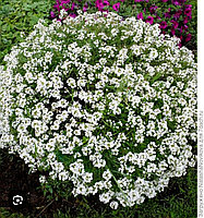 Алиссум вегетативный Сноу Принцесс (укоренённый черенок)