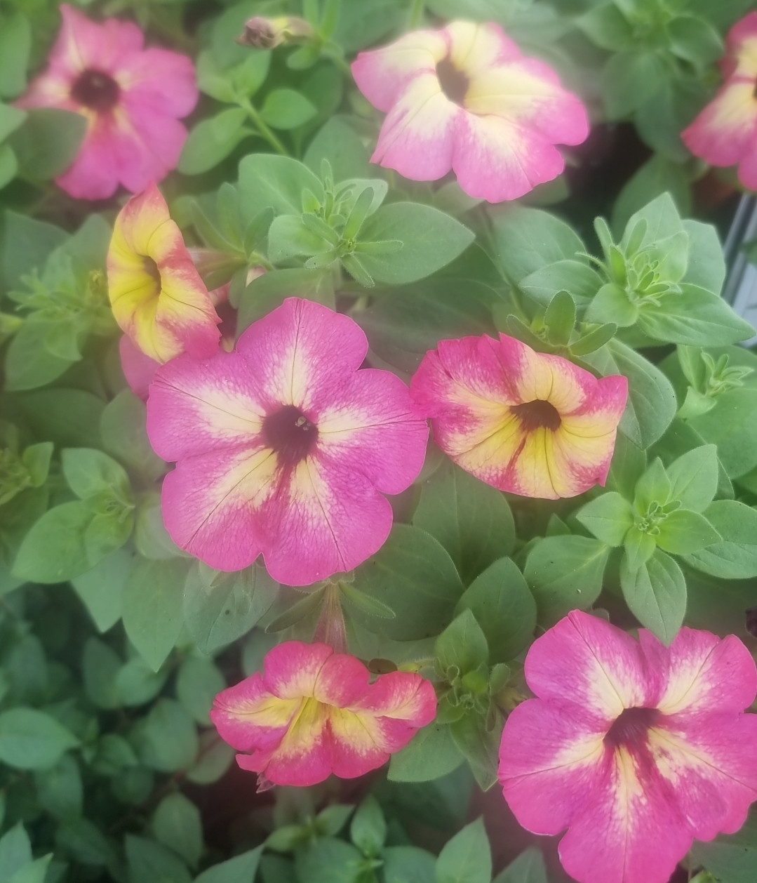 Magenta Yellow Star /укор.черенок