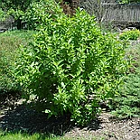 Дерен белый Rengzam Р9, фото 2