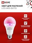 Лампа светодиодная LED-A60-ФИТО красно-синий спектр 15Вт 230В Е27 IN HOME, фото 5