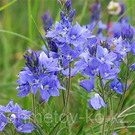 Вероника австрийская голубая (Veronica austriaca) С2