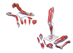 Анатомический набор в натуральную величину с мышцами рук и ног класса люкс