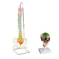 Учебный анатомический набор: череп и позвоночник