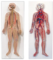 Анатомический набор: нервная и кровеносная системы