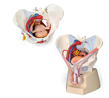 Анатомический премиум-набор тазовых костей мужчины и женщины