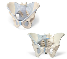Анатомический набор: тазовый скелет мужчины и женщины с связками