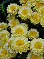 Хризантема -мультифлора жёлтая, ранняя ( укорененный черенок)