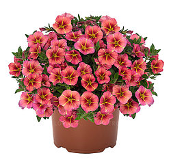 Калибрахоа  Tik Tok Orange  адаптированный еврочеренок в 7м горшке