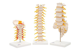 Анатомический набор «Позвонки»