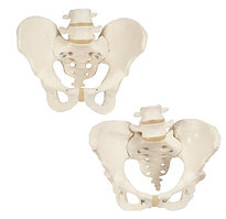 Анатомический набор «Тазовые кости»