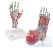 Анатомический набор «Кисть и стопа»