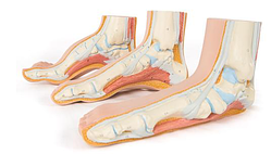 Анатомический набор моделей стопы