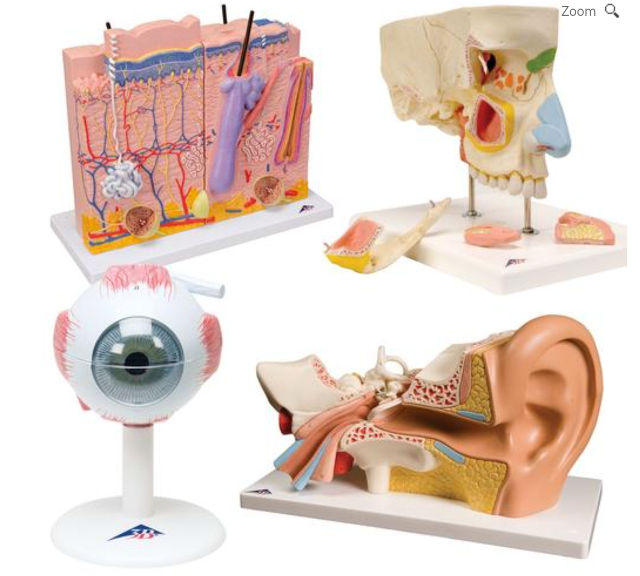 Анатомический набор «Органы чувств», фото 1