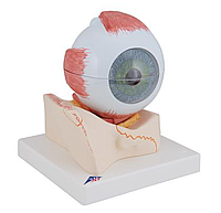 Модель глаза, 5-кратное увеличение, 7 частей