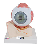 Модель глаза, 5-кратное увеличение, 7 частей, фото 4